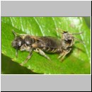 Lasioglossum sexstrigatum - Furchenbiene 10b 5mm Paarung - OS-Garten det.jpg